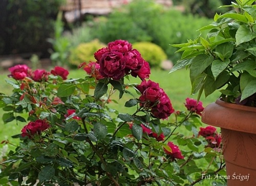 Cardinal Hume (Harregale)