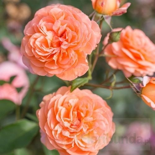 Louise Clements (CLELOU)