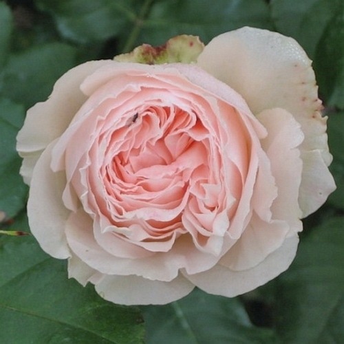 Johann Strauss (Meioffic)