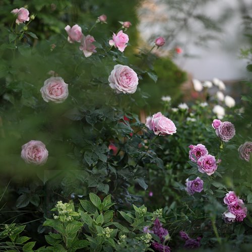 Konigin Marie® "PARFUMA" DONICZKA