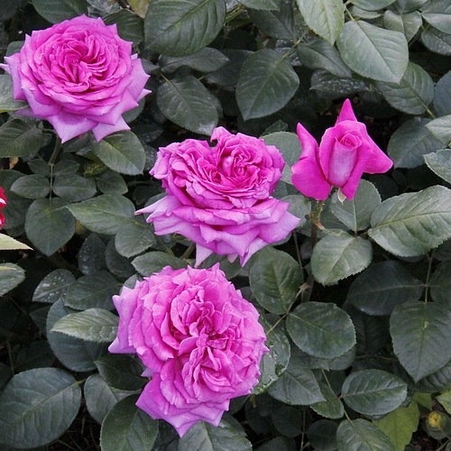 Chartreuse de Parme DONICZKA