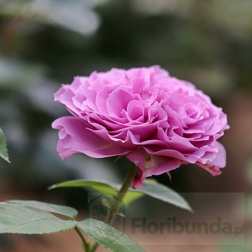 Lavender Ice (TAN04249) DONICZKA