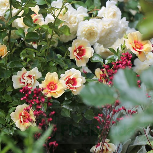 Glorius  Baylon Eyes DONICZKA