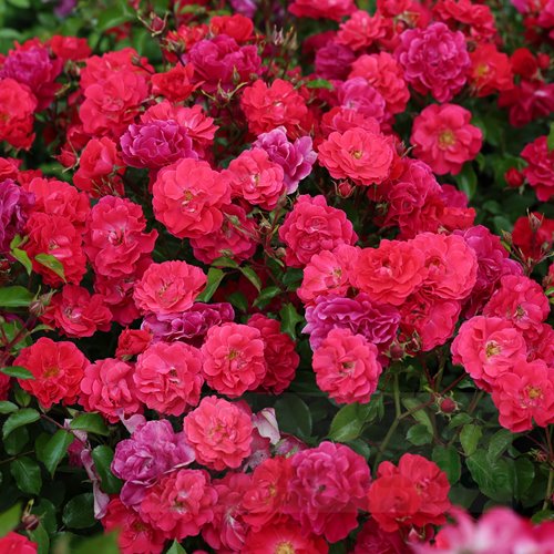 Heidefeuer DONICZKA  (Red Flower Carpet)