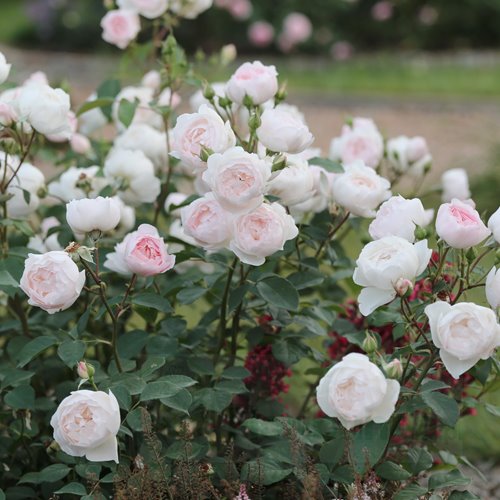 Desdemona (Auskindling) DONICZKA