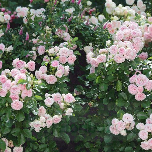 Larissa Flower Circus ® DONICZKA