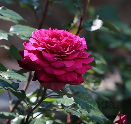 Bellevue  (KORvuebell) DONICZKA