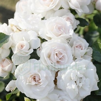 Aspirin Rose DONICZKA