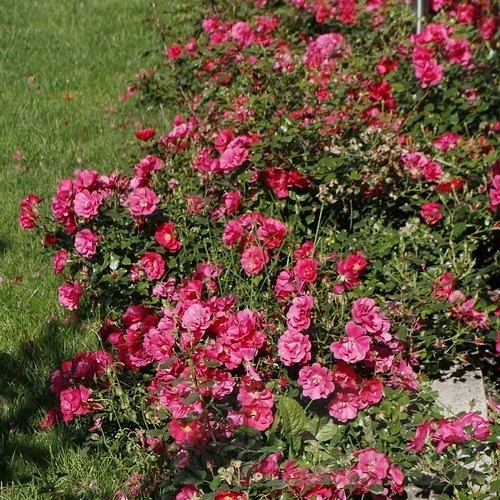 Summer Fairytale DONICZKA