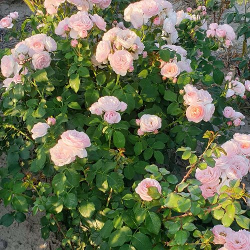 MISS GRANGER® syn. Hermiona DONICZKA