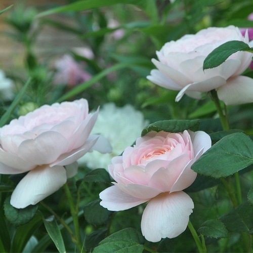 Queen of Sweden ( Austiger) DONICZKA