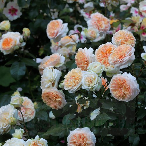 Chippendale Gold DONICZKA