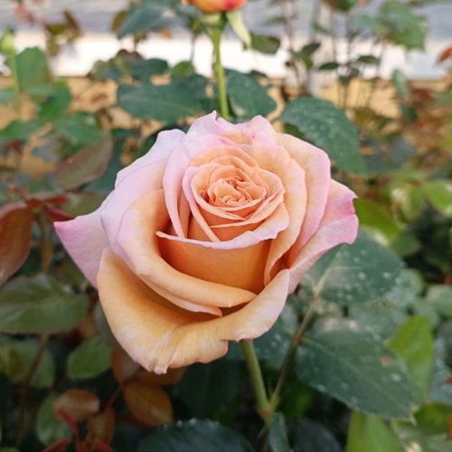 Rallye des Gazelles DONICZKA