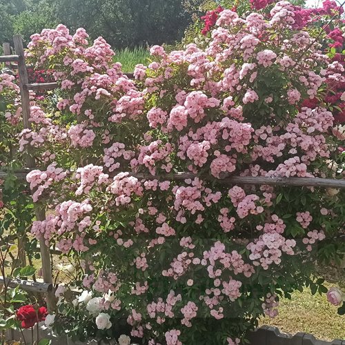 Heavenly Pink (LENnedi) DONICZKA