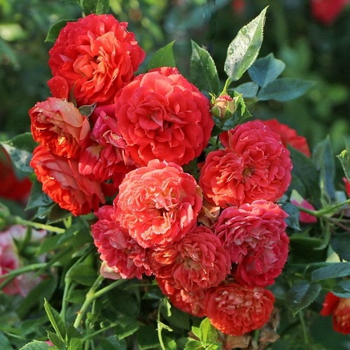 Carmen Starlet ® DONICZKA