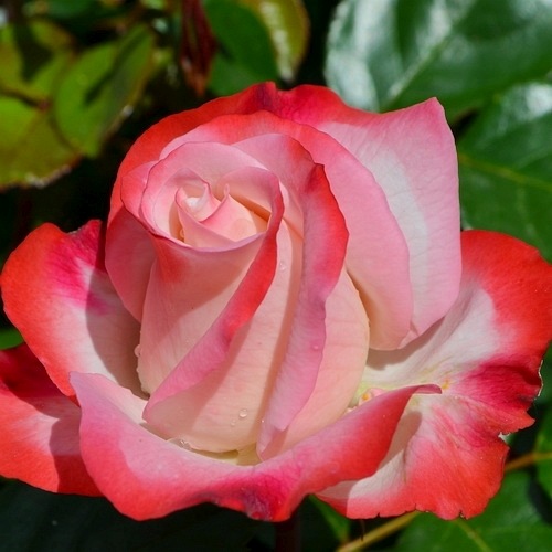 Nostalgie (Taneiglat) DONICZKA