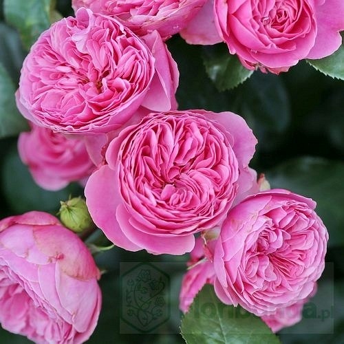 Leonardo da Vinci DONICZKA