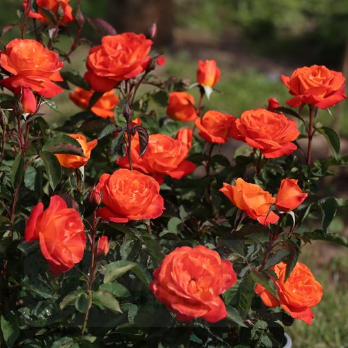 Super Trouper   (FRYleyeca) DONICZKA