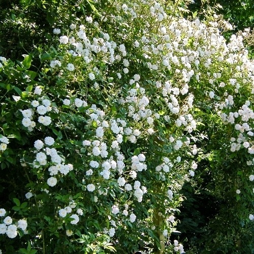 Paul’s Himalayan Musk