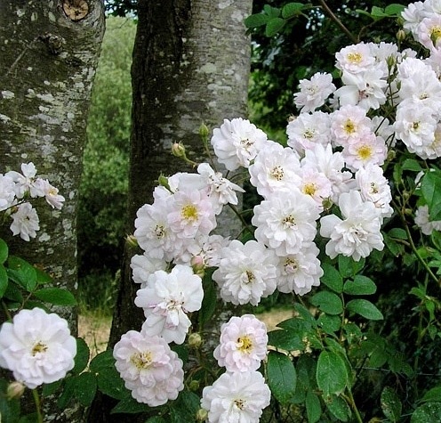 Paul’s Himalayan Musk