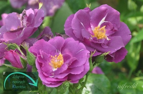 Rhapsody in Blue (Frantasia)