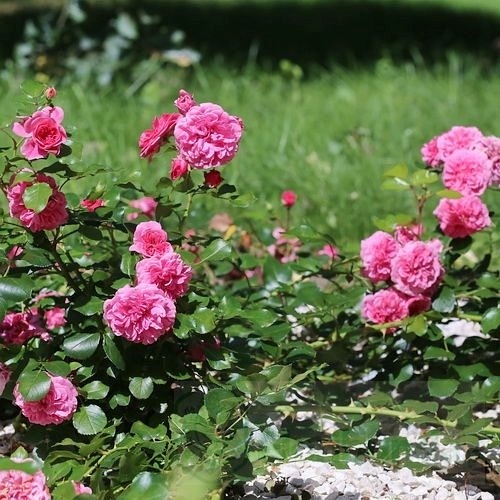 Les Quatre Saisons/ Pink Swany DONICZKA