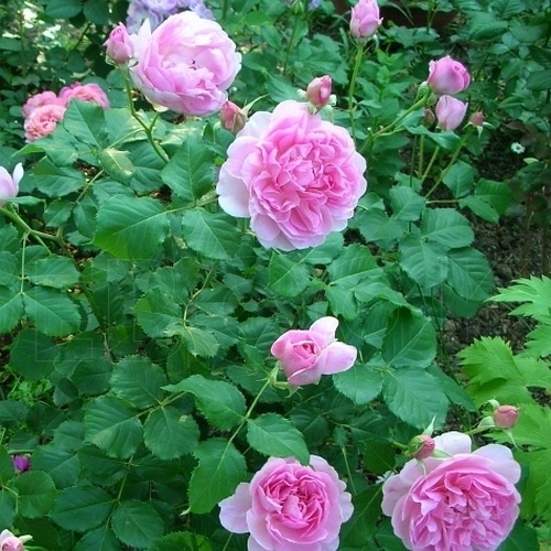 Maid Marion (Asutobias)