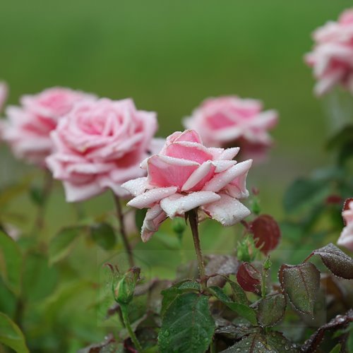 Savoy Hotel (Harvintage)