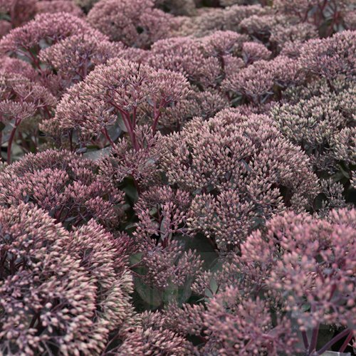 Rozchodnik karpacki "Thunderhead