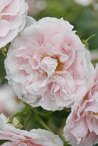 Kir Royal (Meinibur)