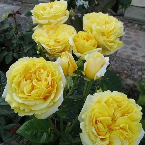 Michelangelo (MEItelov)