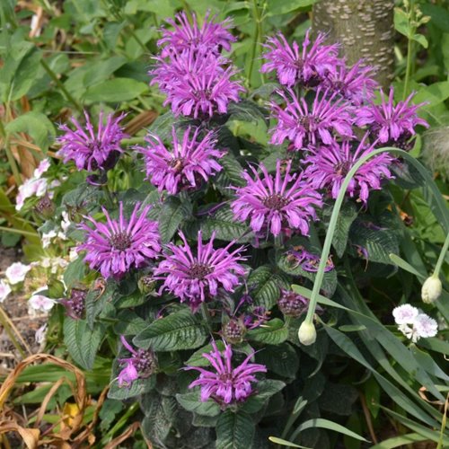 Pysznogłówka 'Bee-Pretty'