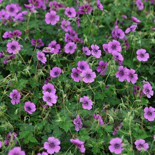 Bodziszek "Pink Penny"