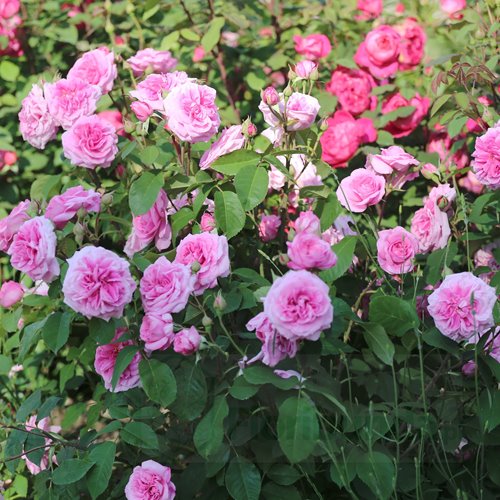 Gertrude Jekyll ( Ausbord)