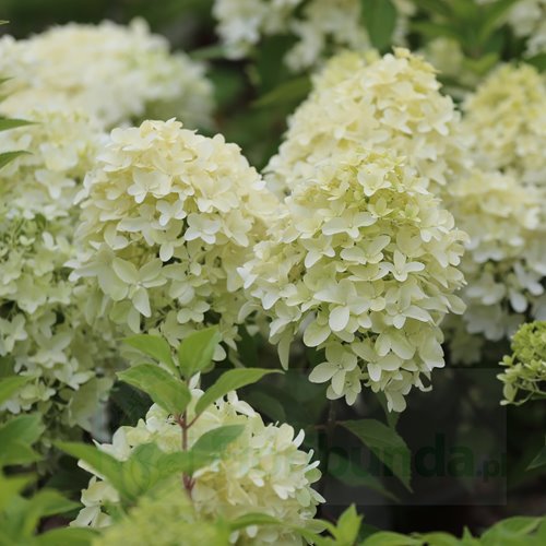 Hortensja bukietowa "Skyfall"
