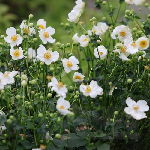 Zawilec  Summer Breeze Snow