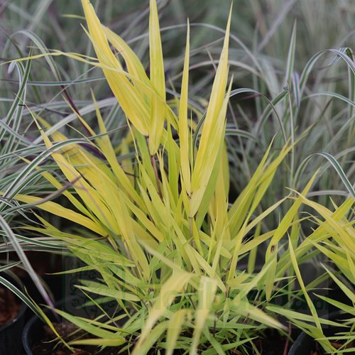 Hakonechloa smukła 'All Gold’