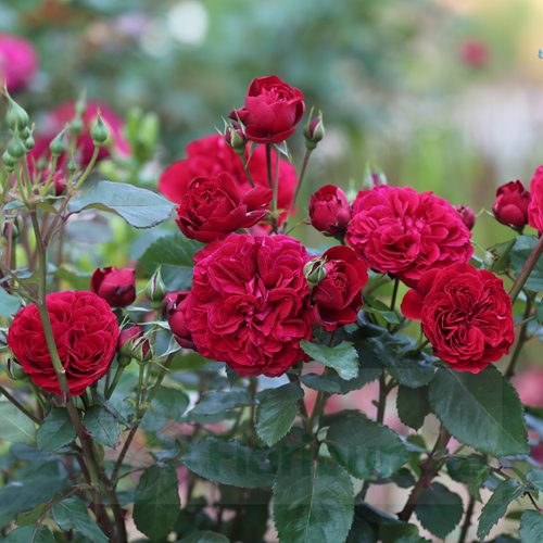 Look Good  Feel Better DONICZKA