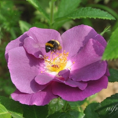 Rhapsody in Blue (Frantasia)