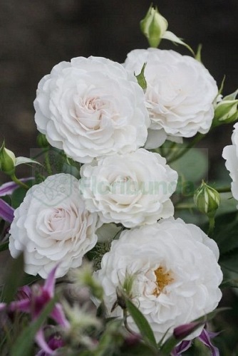 Great North Eastern Rose ( Hareasy)