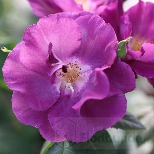 Rhapsody in Blue (Frantasia)