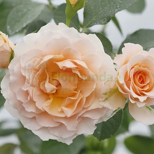 Marjorie Marshall (Hardenier)