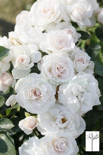 Aspirin Rose róże pienne