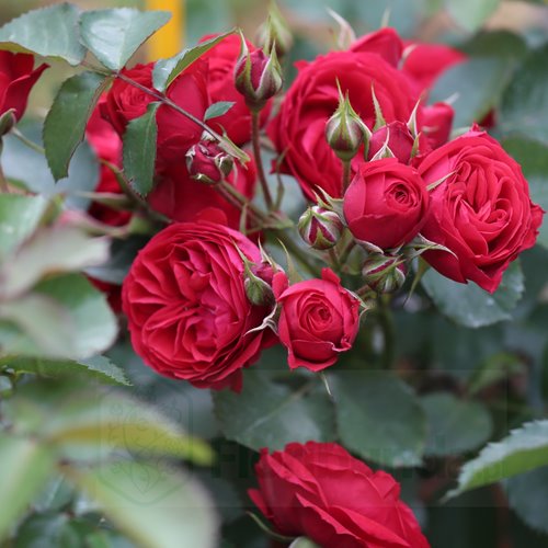 Crimson  Flower Circus