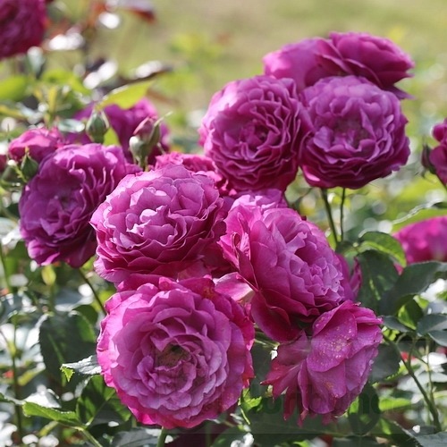 Blue Eden (WEKisosblip)