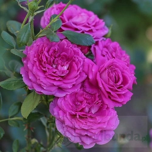 Claire Marshall  (Harunite)