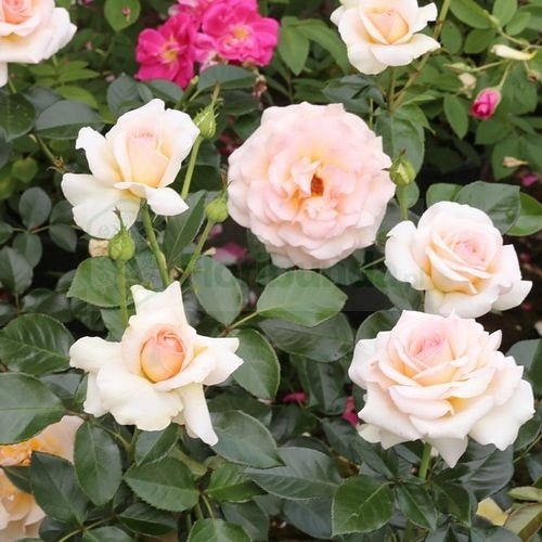 Jean-Pierre Foucault / Angie