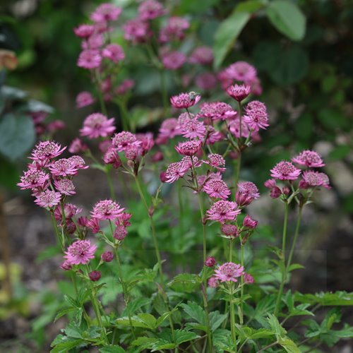 Jarzmianka Większa "Cerise Button"