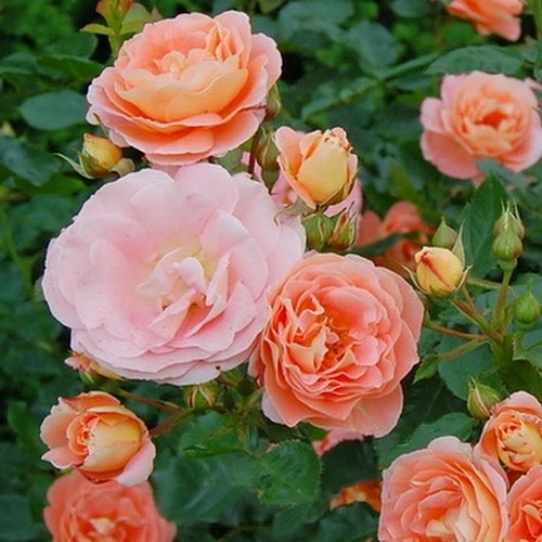 Bonita Renaissance (POUlsyng)