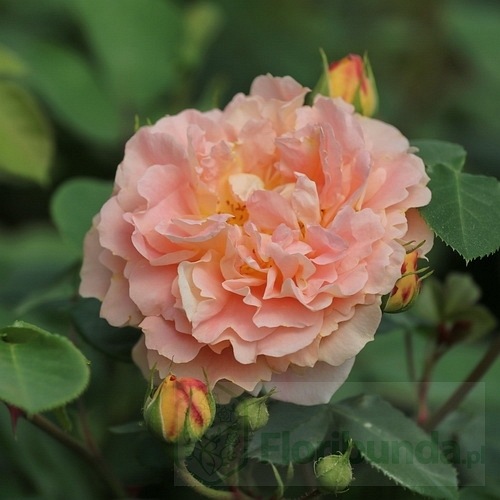 Schone vom See/ Lady Kutno